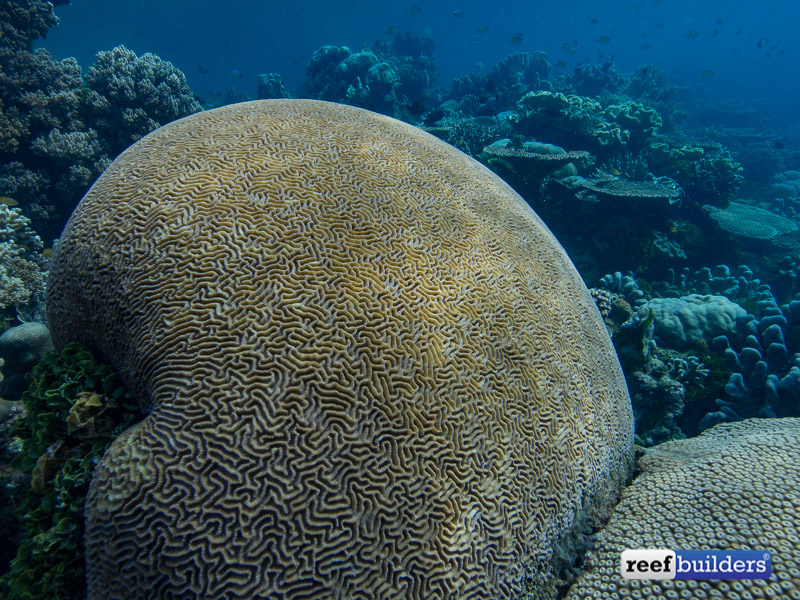 giant-brain-coral-4.jpg
