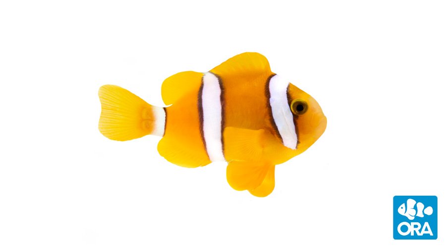 Clarkii Clownfish | Amphiprion clarkii | ORA | Oceans, Reefs & Aquariums