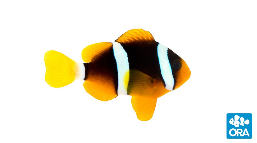 Clarkii Clownfish | Amphiprion clarkii | ORA | Oceans, Reefs & Aquariums