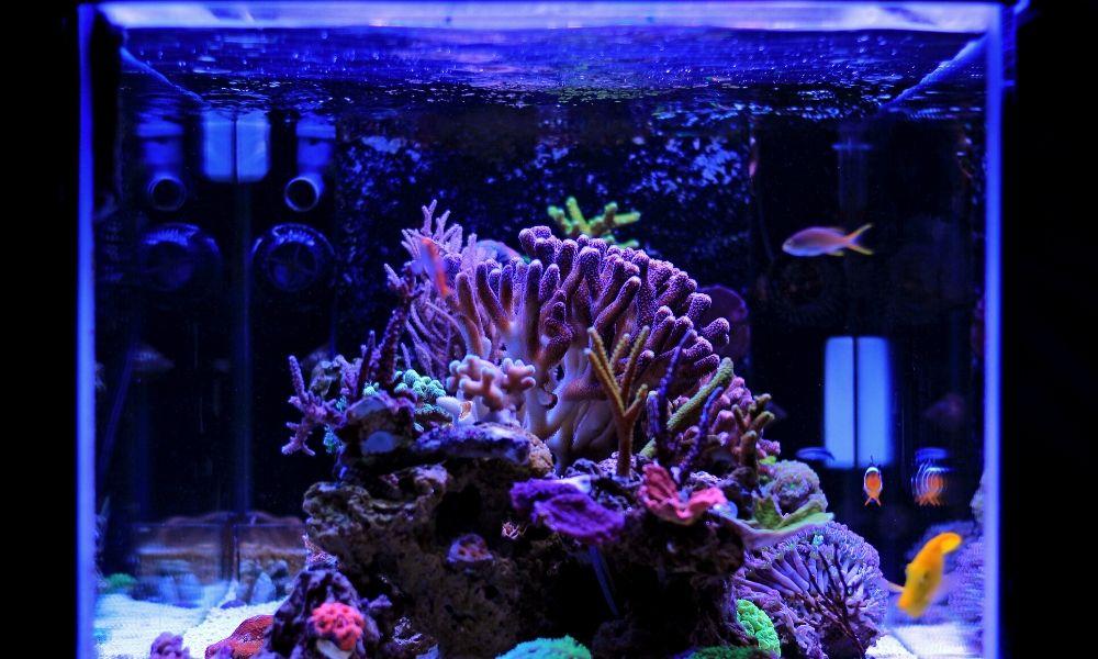 The Importance of Water Flow in Your Reef Aquarium