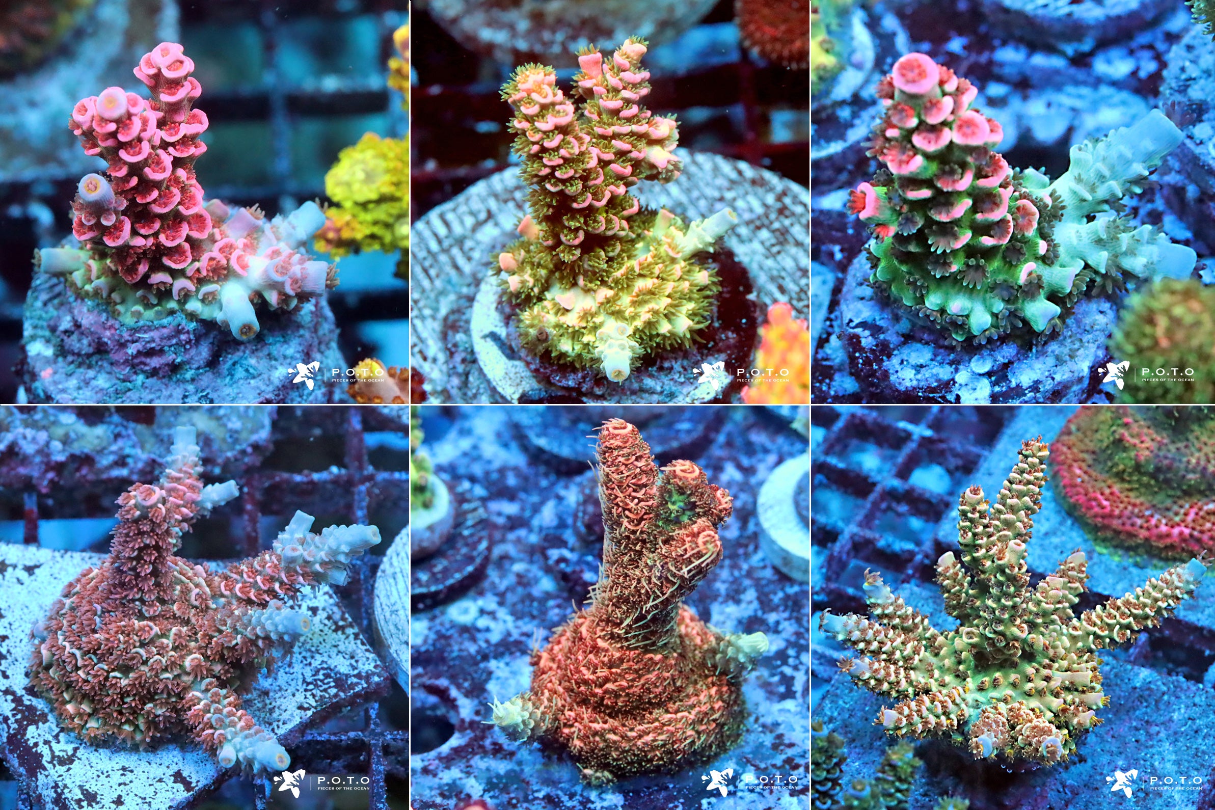 The-Benefits-of-Captive-Grown-Corals-tenuis_f31f8dfe-3cca-49ca-878f-c0813e0402f7.jpg