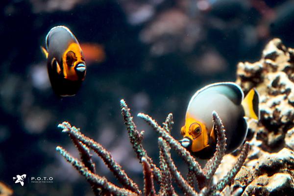 Pair of Conspicuous Angelfish