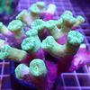 Neon Green Candy Cane - 1 Polyp