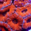 Purple Rimmed Red Acans (2-3 Polyps) - 2-3 Polyps