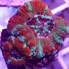 Teal Striped Red Acans (1 Polyps) - 1 Polyp