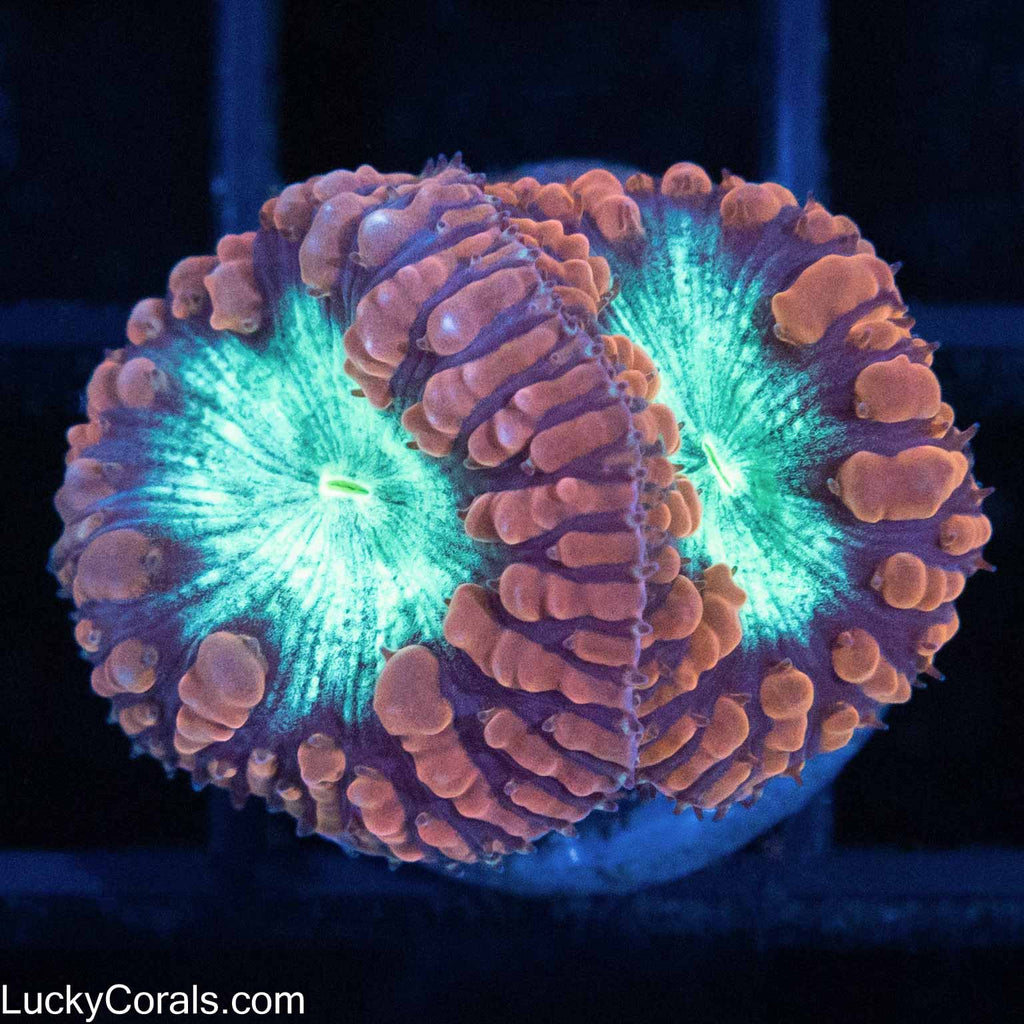 Master Blasto – Lucky Corals