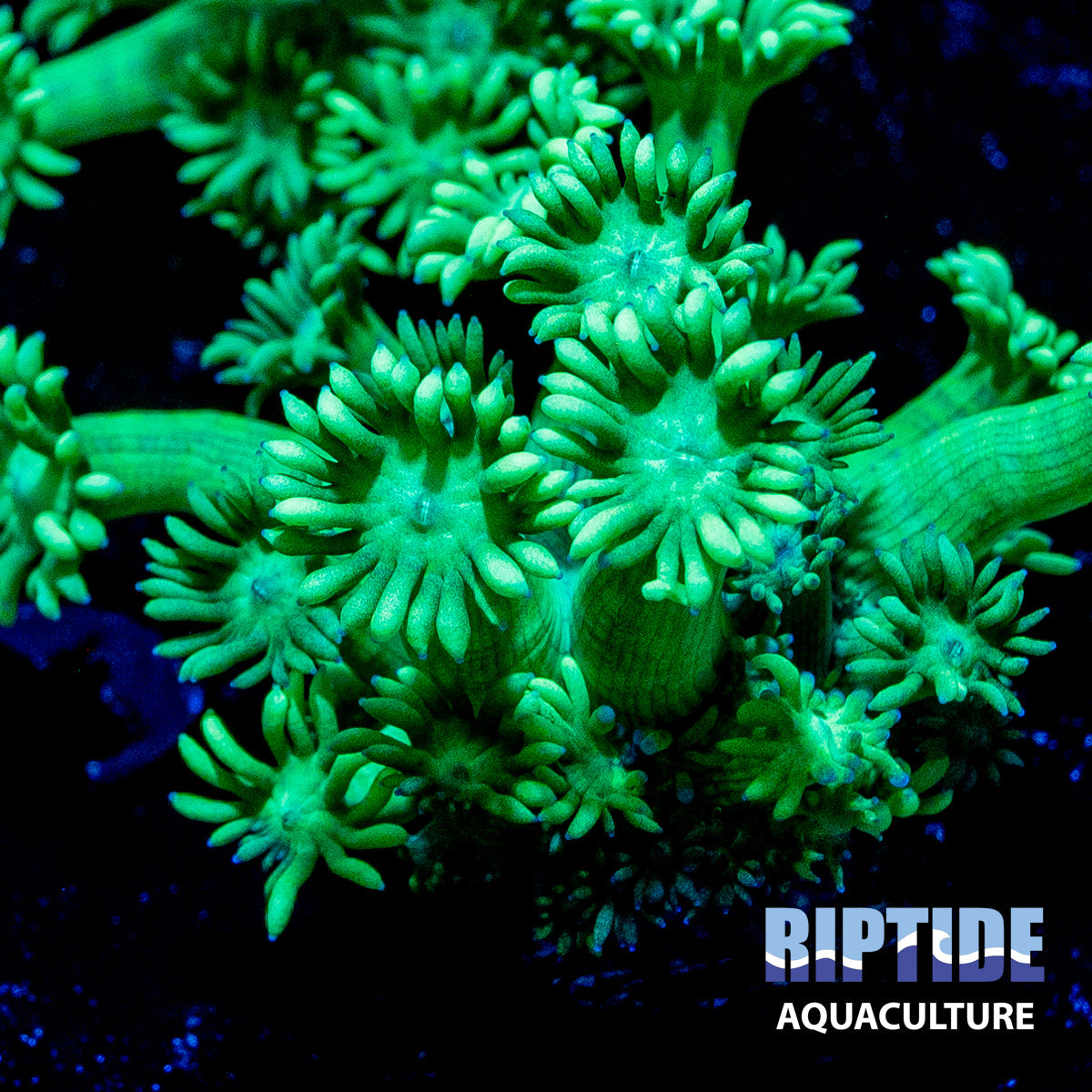 Green Goni - WYSIWYG Coral