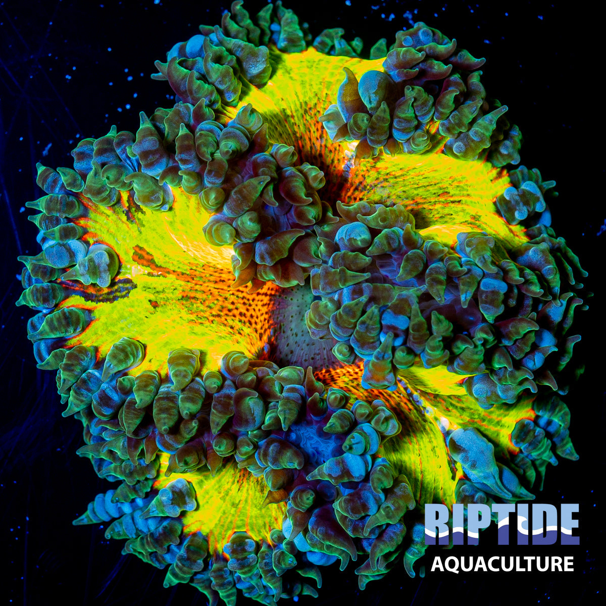 Ultra Rock Flower Anemone 18 - WYSIWYG Coral
