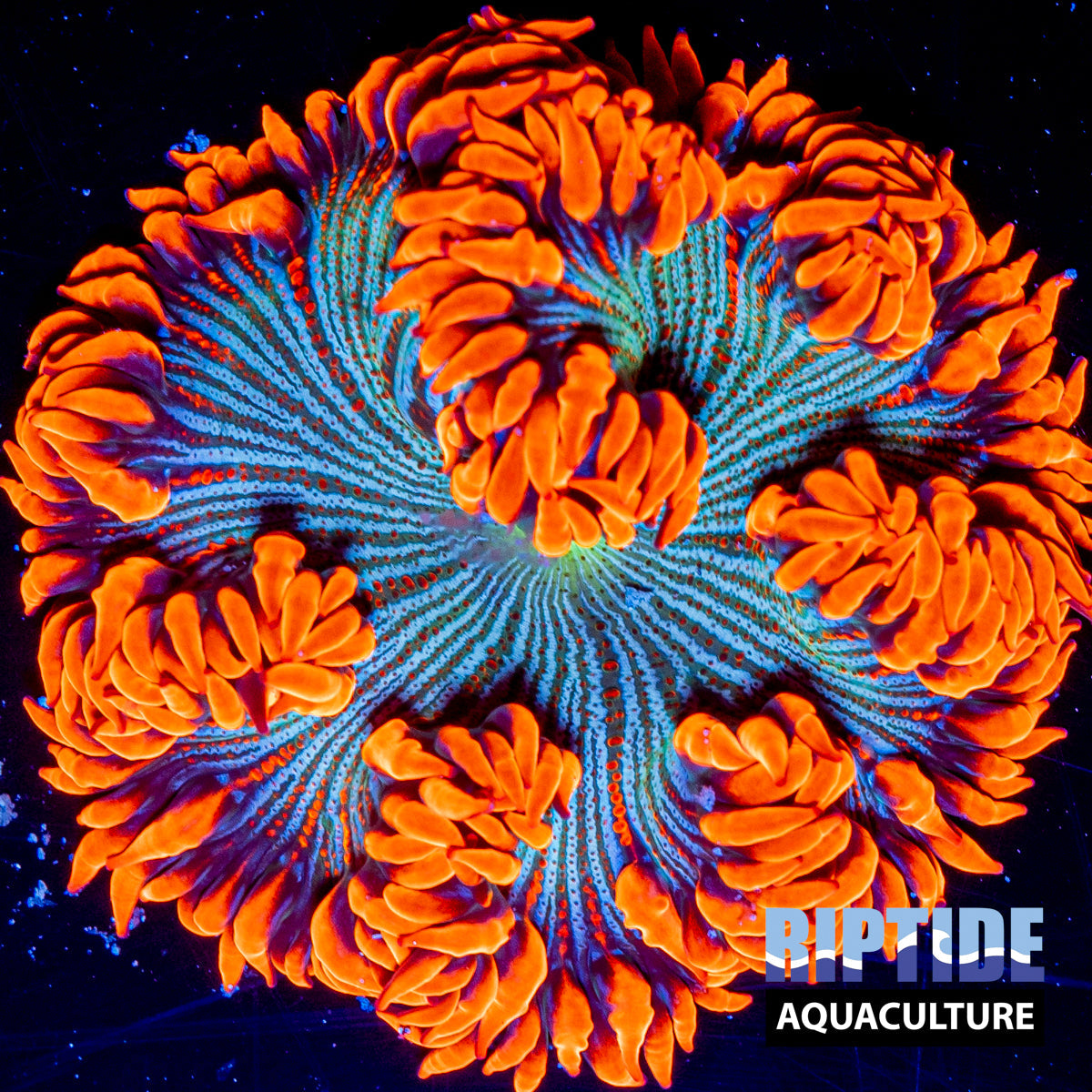 Ultra Rock Flower Anemone 27 - WYSIWYG Coral