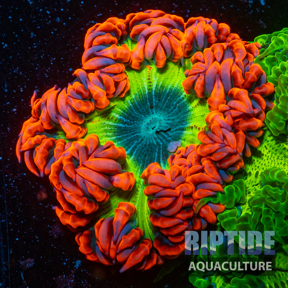 Ultra Rock Flower Anemone