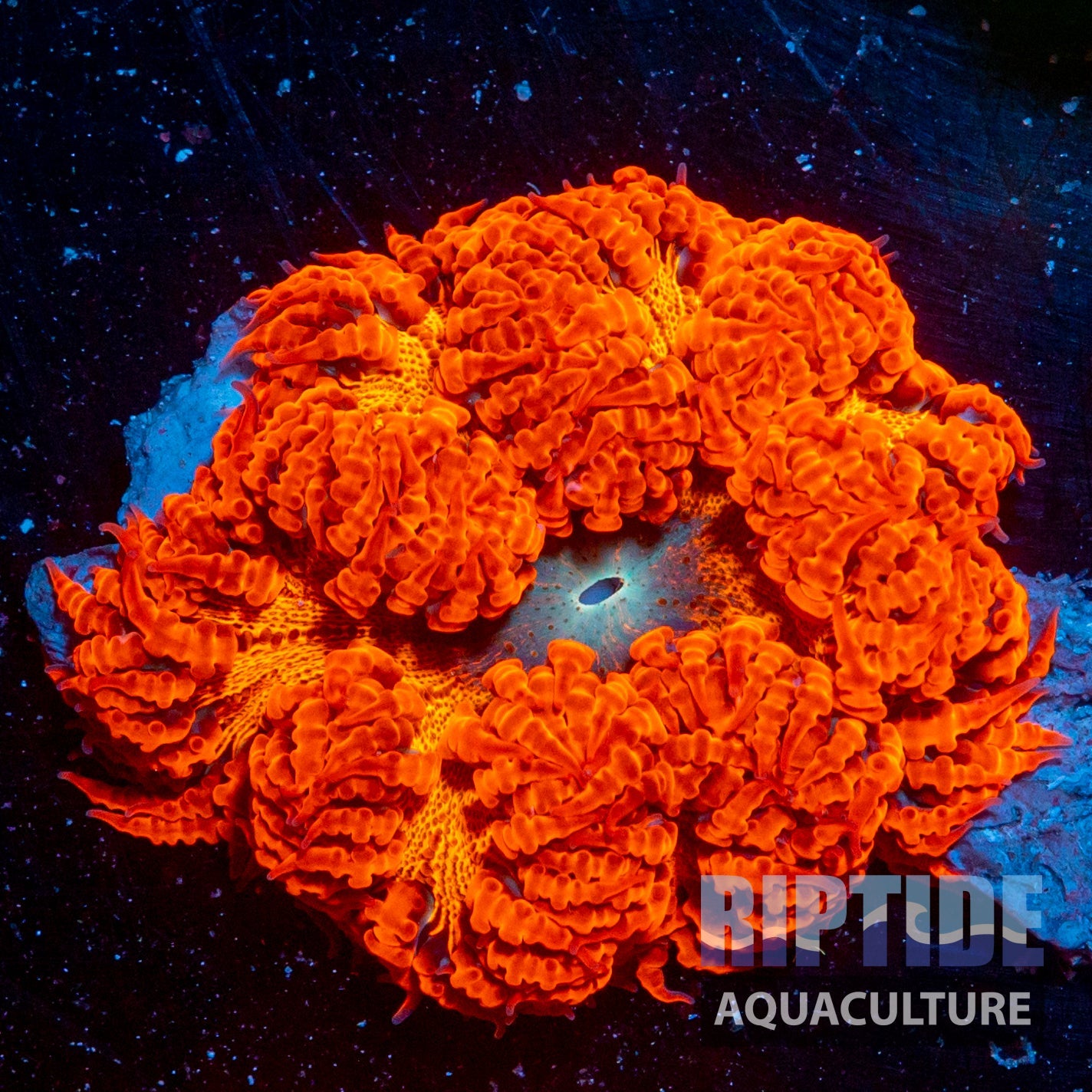 RARE Ultra Rock Flower Anemone