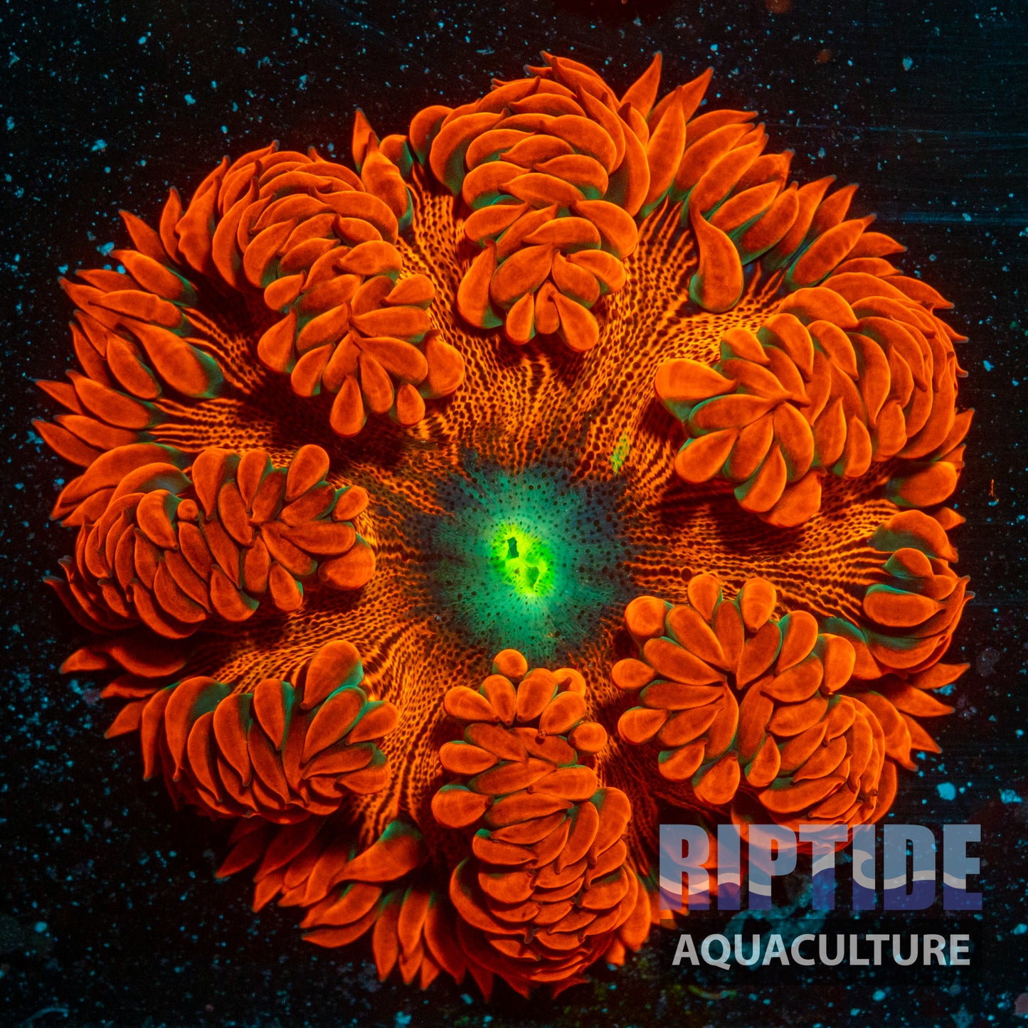 Large Ultra Rock Flower Anemone  - WYSIWYG Coral