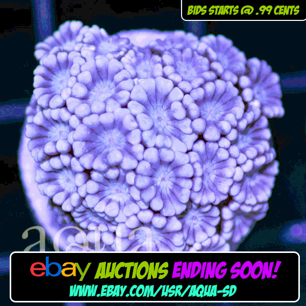 ebay-bump-002_6d20b571-4197-4fcd-998a-118247ae2a5a.gif