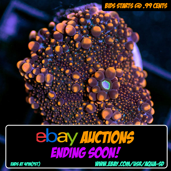 ebay-bump-11-01-18.png