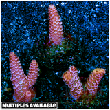 AussieBarbieMillepora_MultiplesAvailable_-_55_compact_cropped.png
