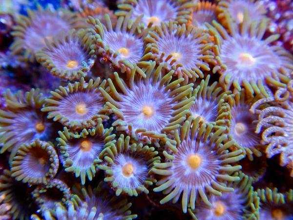 more_corals-7_grande.jpg
