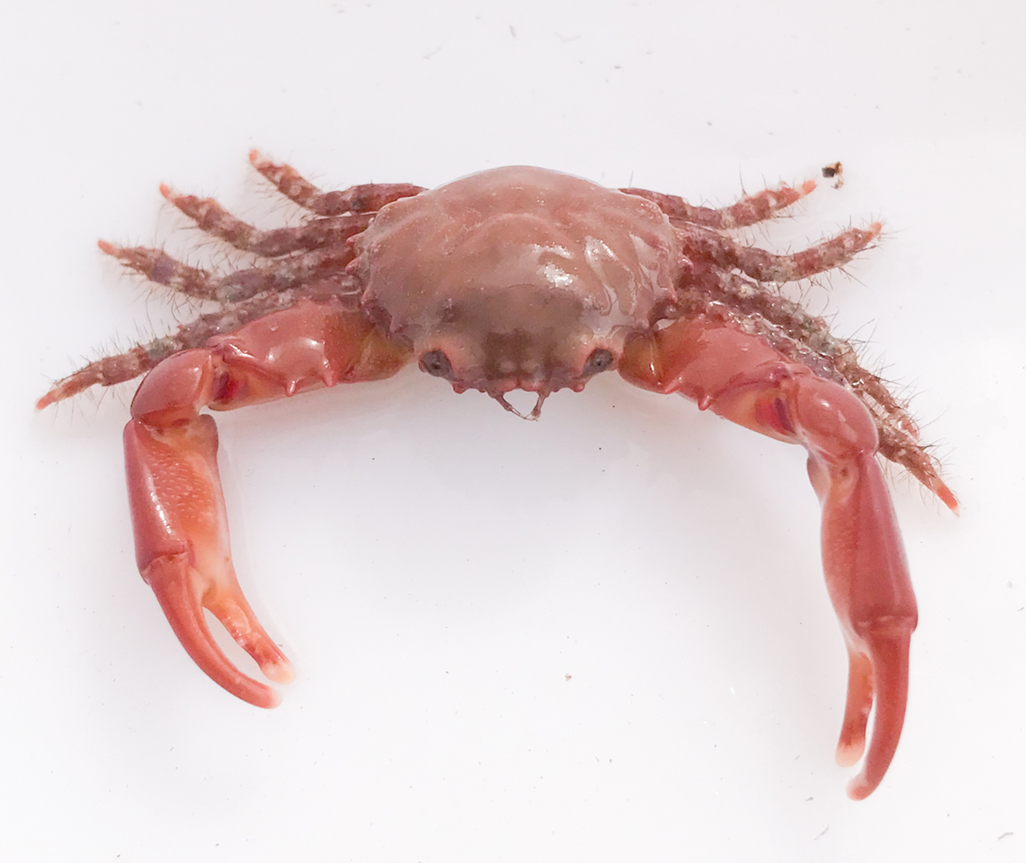 Ruby Red crabs for saltwater aquariums. Get Ruby Red Emerald crabs.