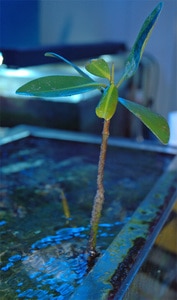 Saltwater Macro Algae Plant  Mangrove Shoot (Rhizophora mangle) & Excellent for Nutrient Control in an Aquarium