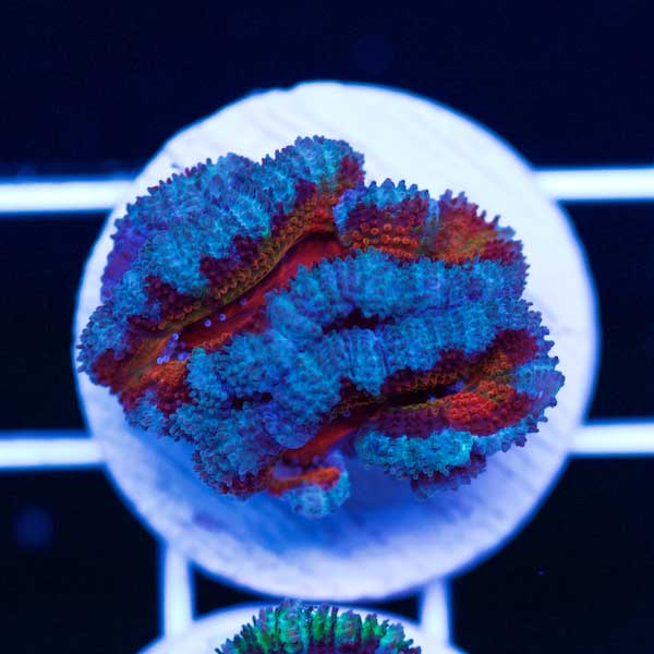 Halloween Awesome Aussie Acan #1