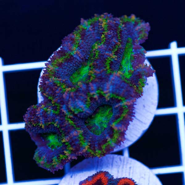 Halloween Awesome Aussie Acan #2