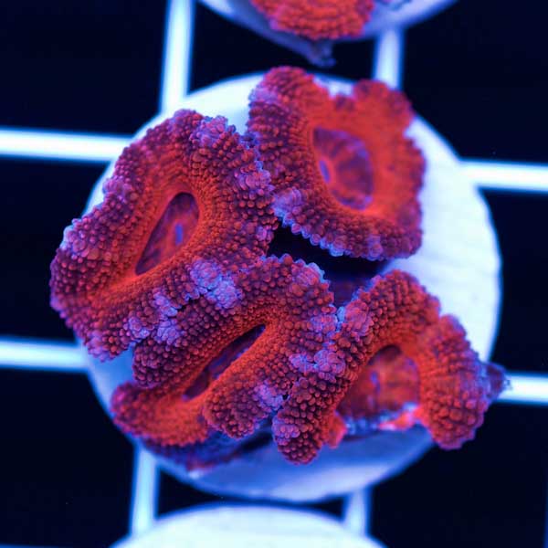 Halloween Awesome Aussie Acan #3