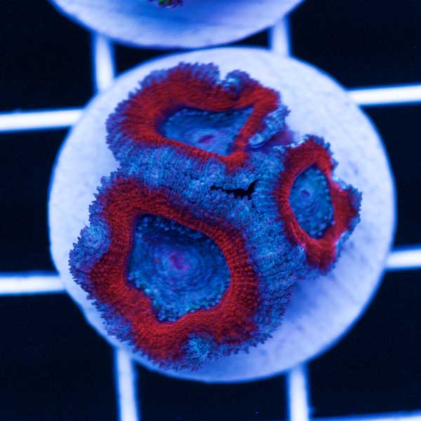 Halloween Awesome Aussie Acan #4