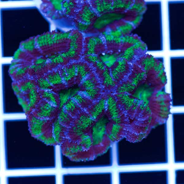 Halloween Awesome Aussie Acan #5