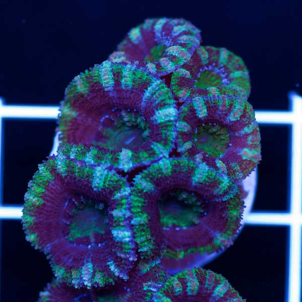 Halloween Awesome Aussie Acan #7