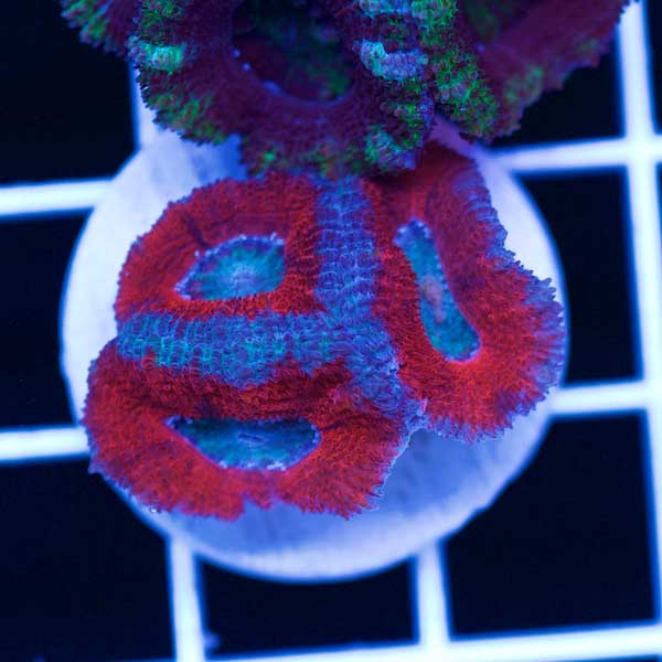 Halloween Awesome Aussie Acan #9
