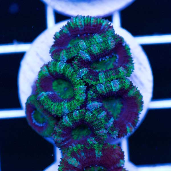 Halloween Awesome Aussie Acan #11