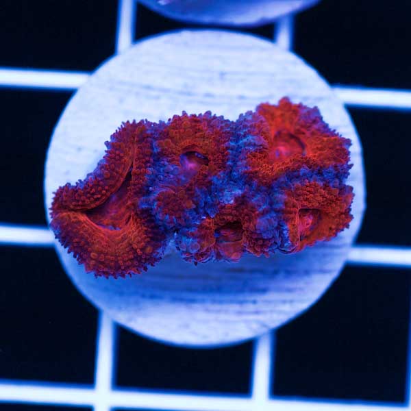 Halloween Awesome Aussie Acan #12