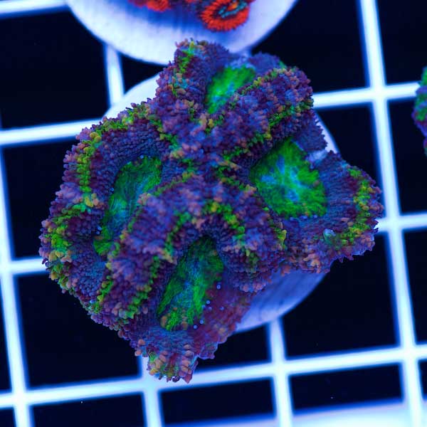 Halloween Awesome Aussie Acan #14