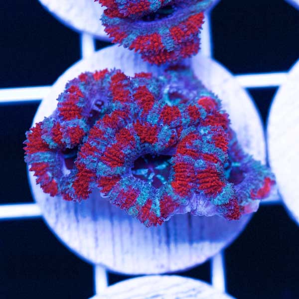 Halloween Awesome Aussie Acan #15