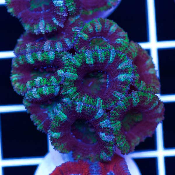 Halloween Awesome Aussie Acan #16