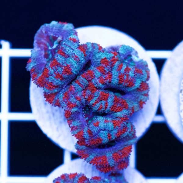 Halloween Awesome Aussie Acan #17