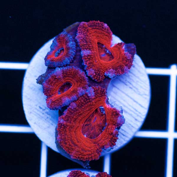 Halloween Awesome Aussie Acan #18