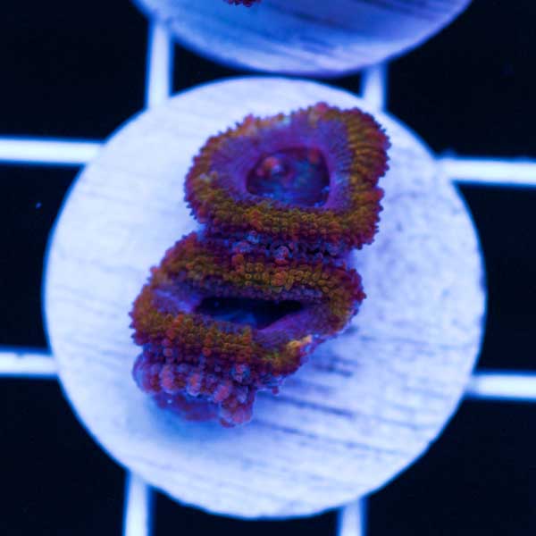 Halloween Awesome Aussie Acan #19
