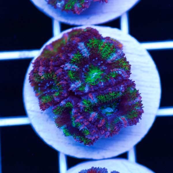 Halloween Awesome Aussie Acan #20