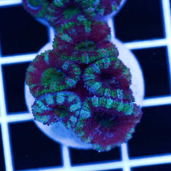 Halloween Awesome Aussie Acan #23