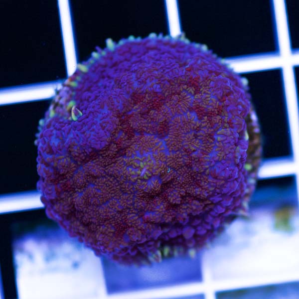 Coral Madness Purple People Eater Rhodactis #2