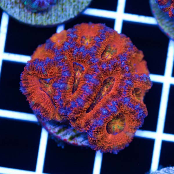 Coral Madness Aussie Acan #32