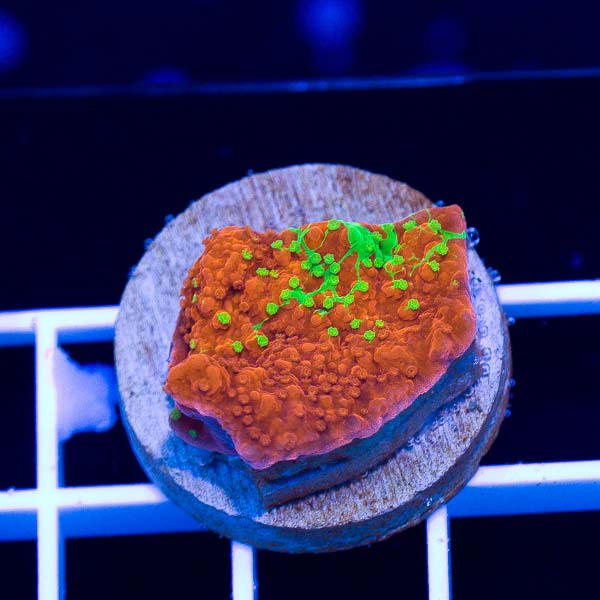 Coral Madness WWC Grafted Cap #1