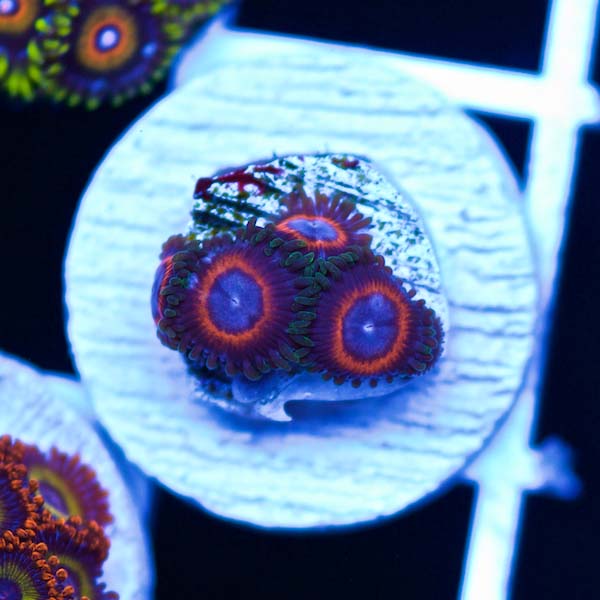 Summer Spectacular JF Fairy Tale Zoanthids