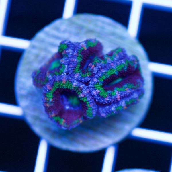 Summer Spectacular Awesome Acan #2