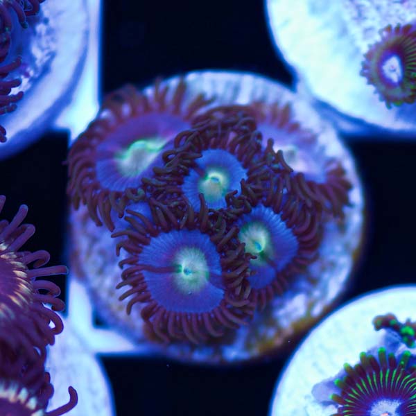 Summer Spectacular Fruit Punch Vice Zoanthids #1