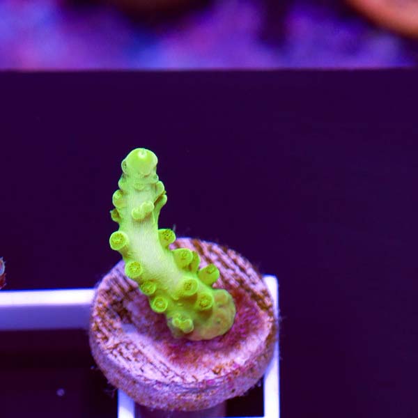 Summer Spectacular Reef Nation Ghost Tort #1