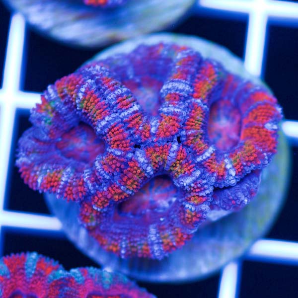 Summer Spectacular Awesome Acan #5
