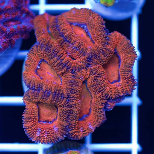 Summer Spectacular Awesome Acan #9