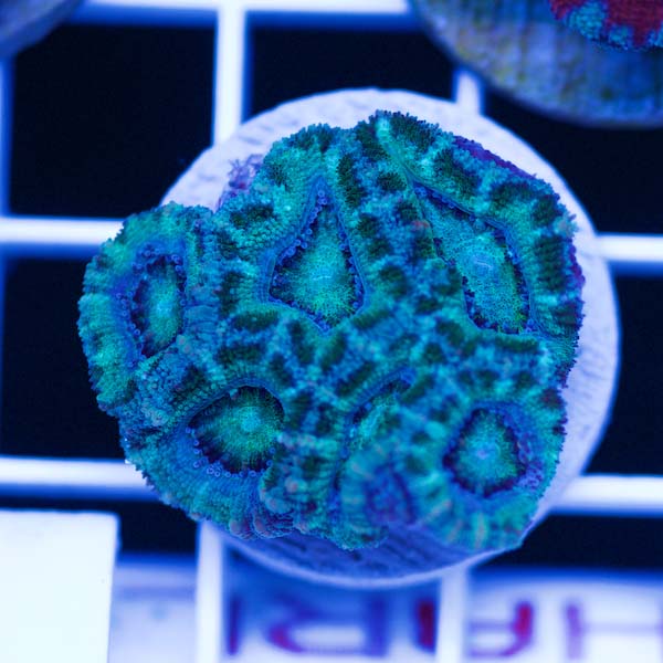 Summer Spectacular Awesome Acan #11