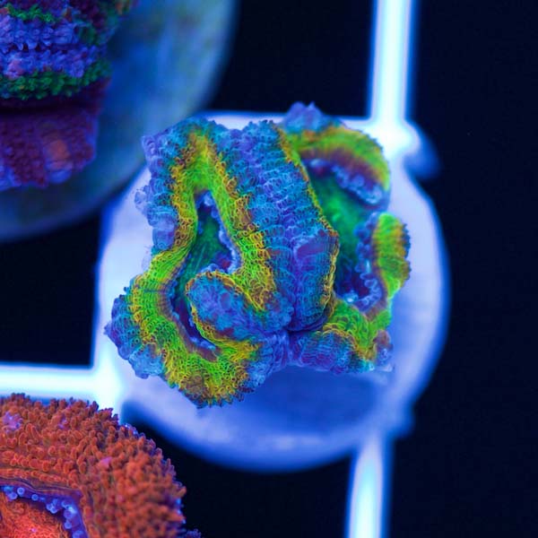 Summer Spectacular Awesome Acan #12
